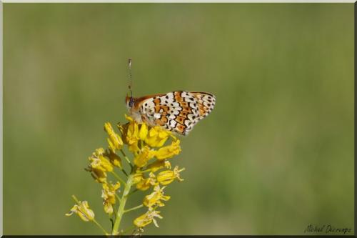 Melitaea cinxia